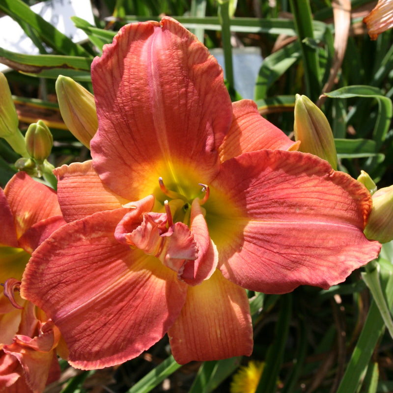 Ho Ho Ho Daylily from Oakes Daylilies