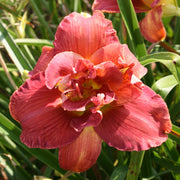 Ho Ho Ho Daylily from Oakes Daylilies