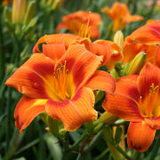 Holiday Delight Daylily from Oakes Daylilies