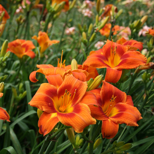 Holiday Delight Daylily from Oakes Daylilies