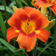 Holiday Delight Daylily from Oakes Daylilies