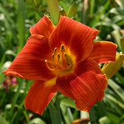 Holiday Delight Daylily from Oakes Daylilies