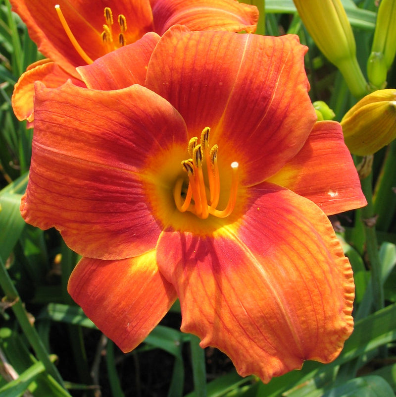 Holiday Delight Daylily from Oakes Daylilies