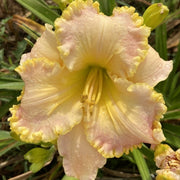 Holy Ground Daylily from Oakes Daylilies