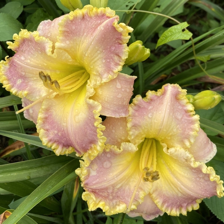 Holy Ground Daylily from Oakes Daylilies