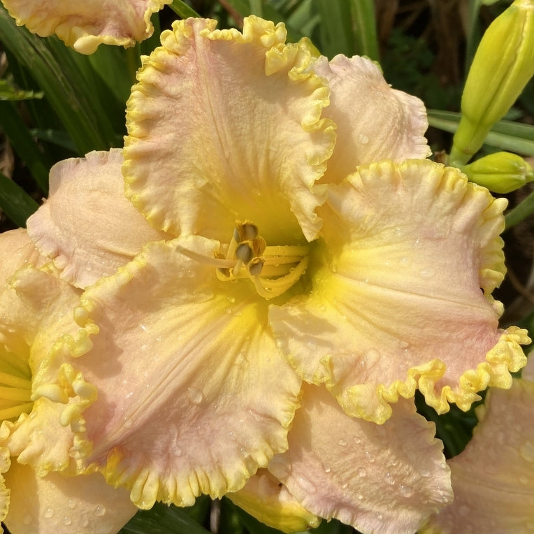 Holy Ground Daylily from Oakes Daylilies