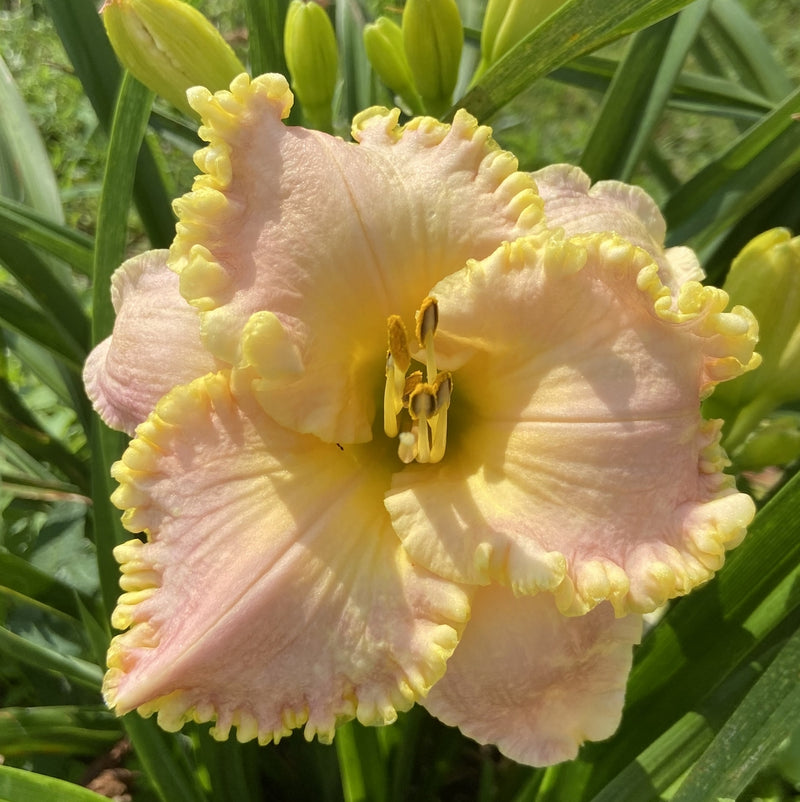 Holy Ground Daylily from Oakes Daylilies