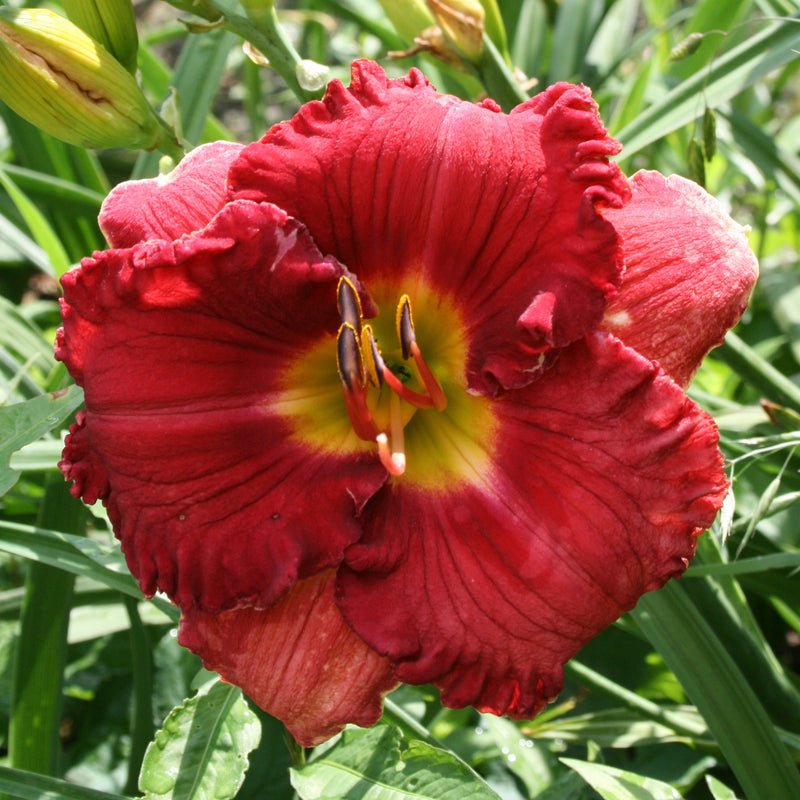 Hot Gossip Daylily from Oakes Daylilies