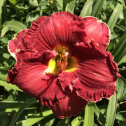 Hot Gossip Daylily from Oakes Daylilies