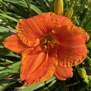 Hundred Octane Orange Daylily from Oakes Daylilies