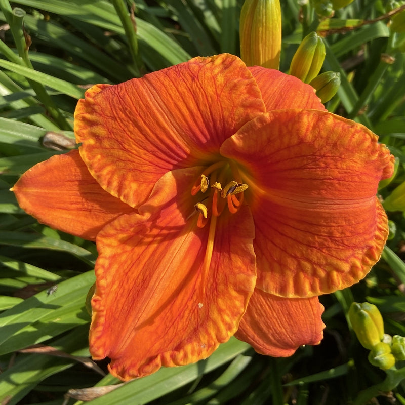 Hundred Octane Orange Daylily from Oakes Daylilies