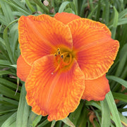 Hundred Octane Orange Daylily from Oakes Daylilies
