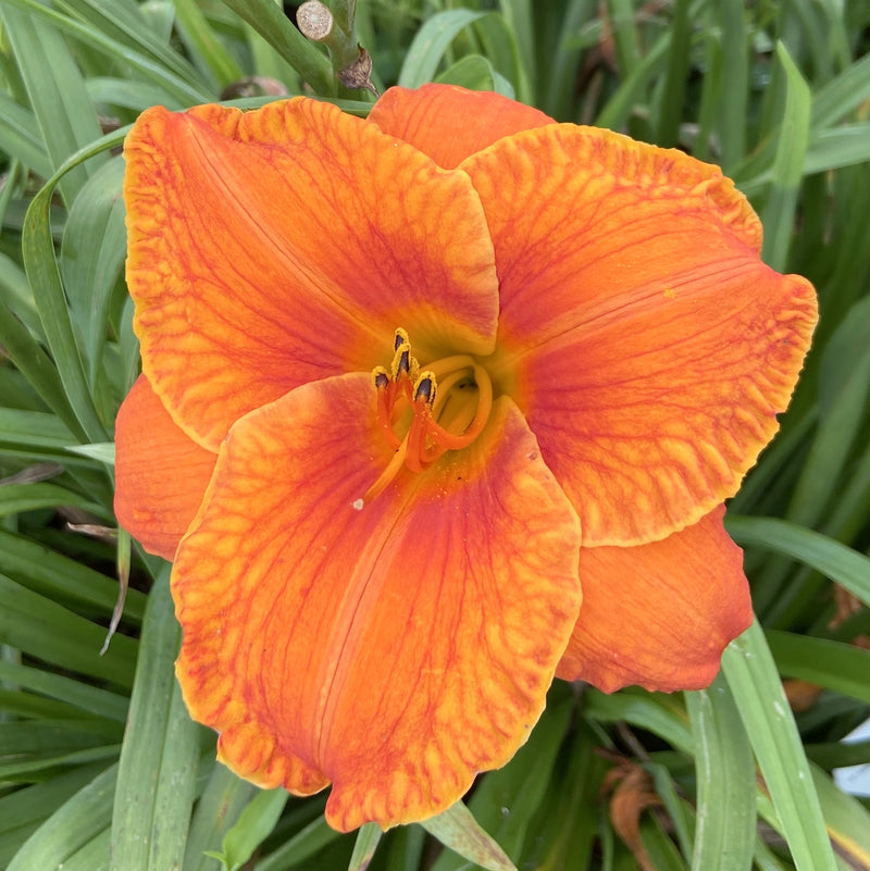 Hundred Octane Orange Daylily from Oakes Daylilies