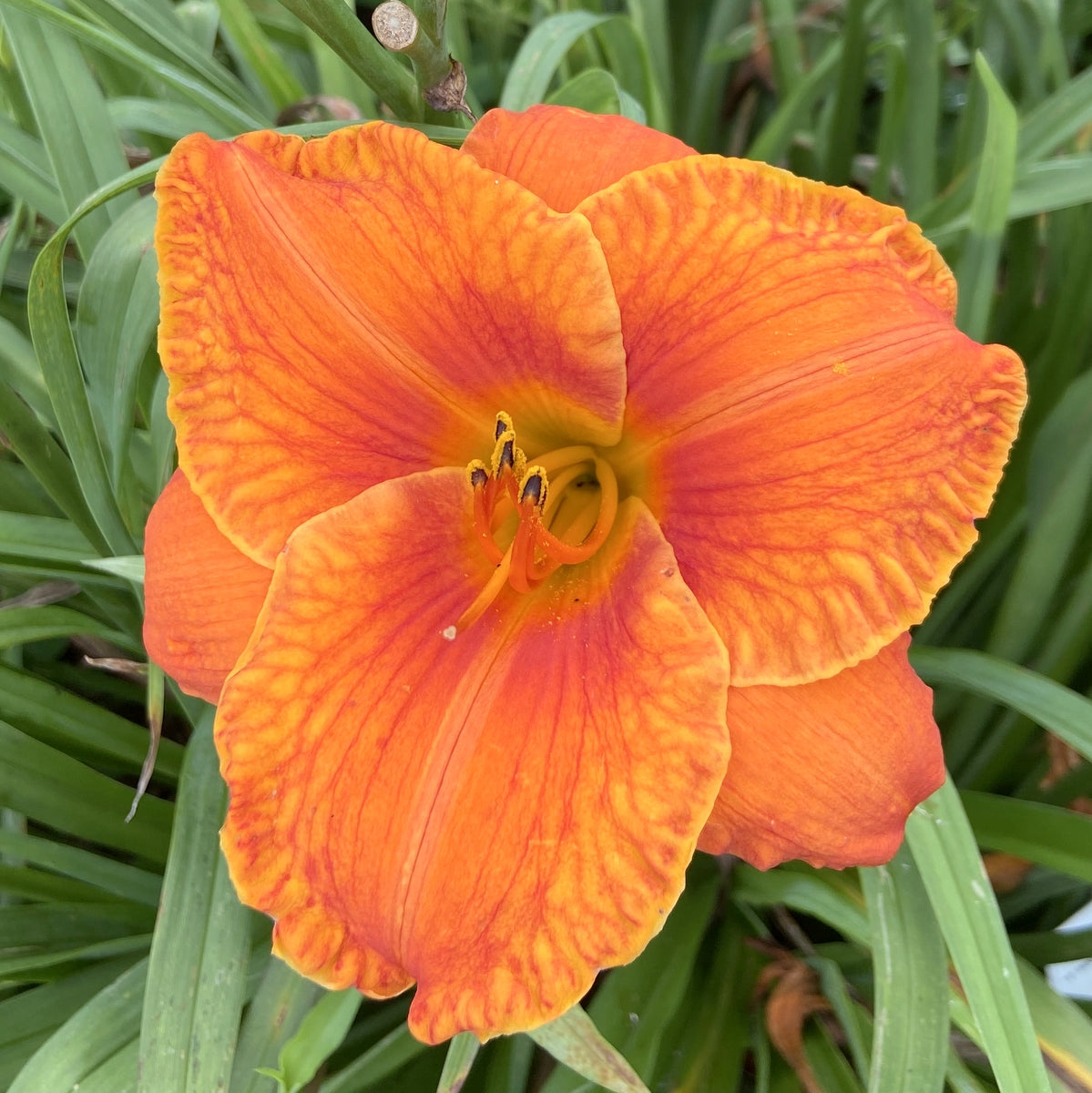 Hundred Octane Orange Daylily — Oakes Daylilies