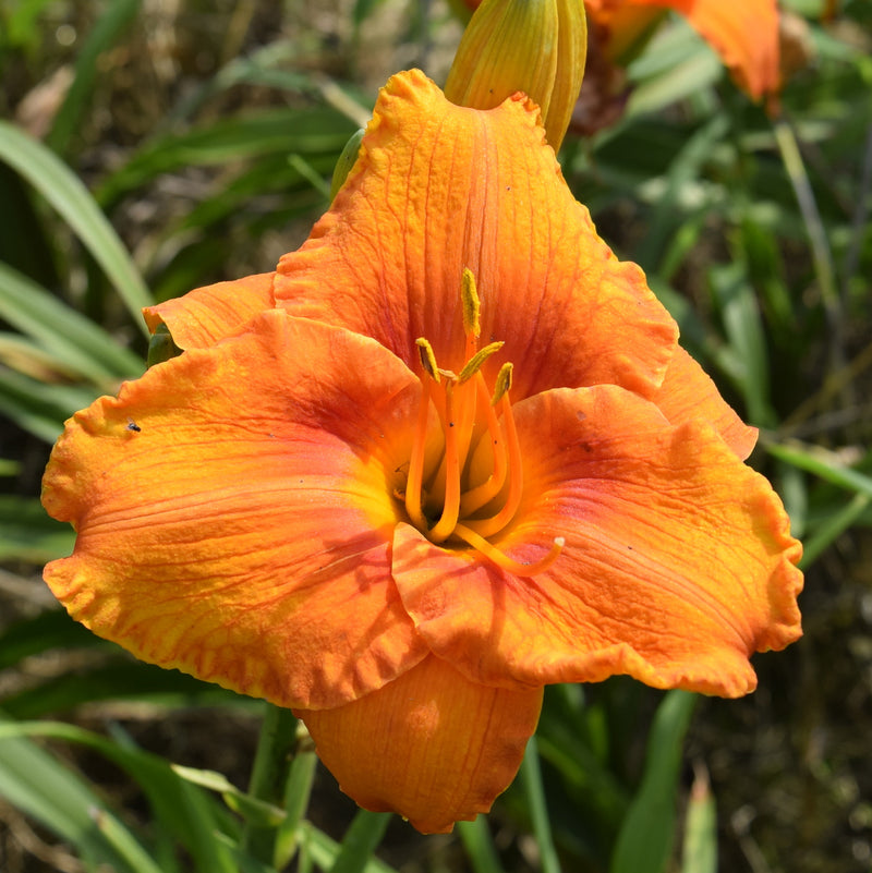 Hundred Octane Orange Daylily from Oakes Daylilies