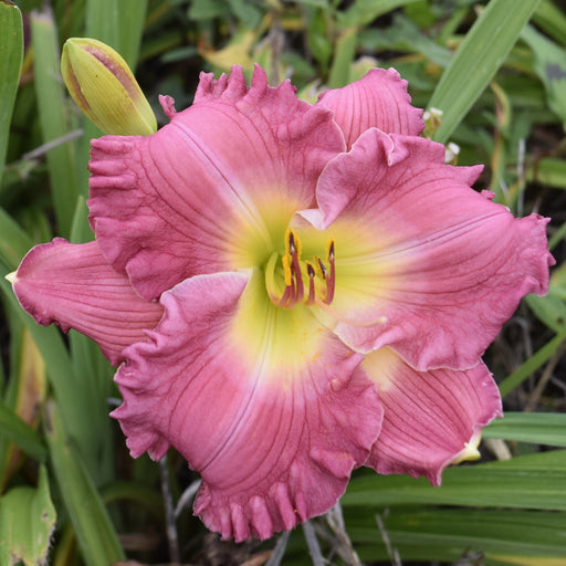 Hush Little Baby Daylily from Oakes Daylilies