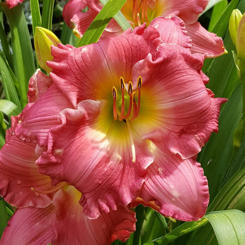 Hush Little Baby Daylily from Oakes Daylilies