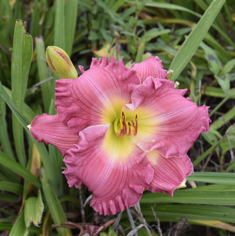 Hush Little Baby Daylily from Oakes Daylilies