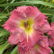 Hush Little Baby Daylily from Oakes Daylilies