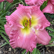Hush Little Baby Daylily from Oakes Daylilies
