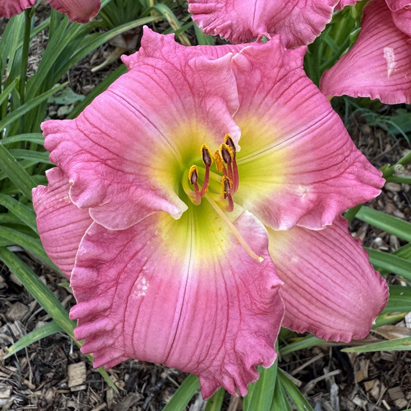 Hush Little Baby Daylily from Oakes Daylilies