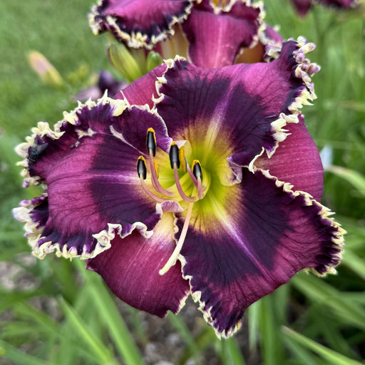 Hyper Fang Daylily from Oakes Daylilies