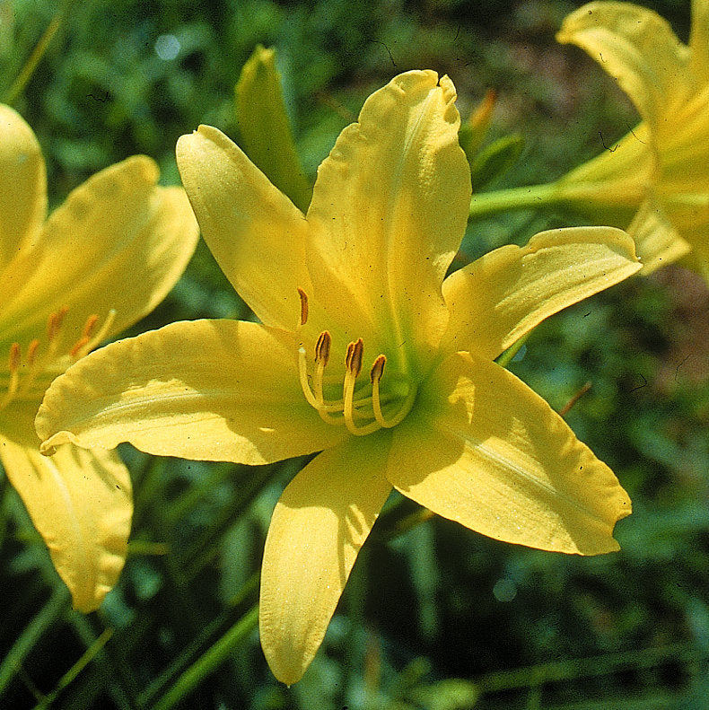 Hyperion Daylily |Classic Yellow | Oakes Daylilies