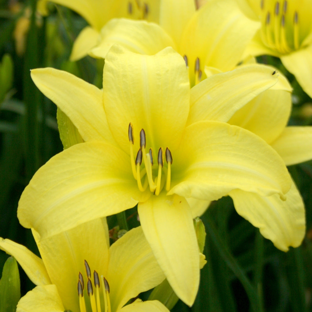 Oakes Daylilies Hyperion Daylily - Thumbnail 2