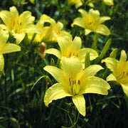 Hyperion Daylily from Oakes Daylilies