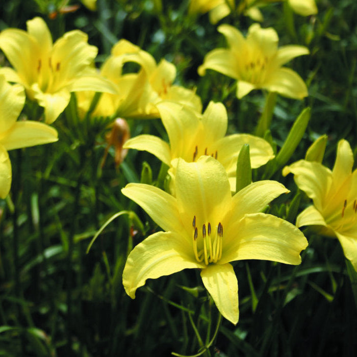 Hyperion Daylily from Oakes Daylilies