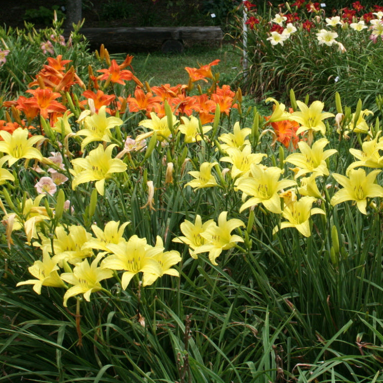 Hyperion Daylily |Classic Yellow | Oakes Daylilies