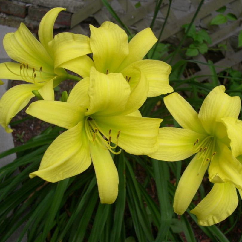 Oakes Daylilies Hyperion Daylily