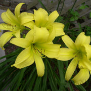 Hyperion Daylily from Oakes Daylilies