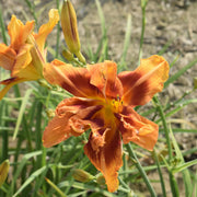 Hypnotic Flames Daylily from Oakes Daylilies