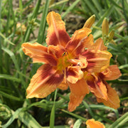 Hypnotic Flames Daylily from Oakes Daylilies