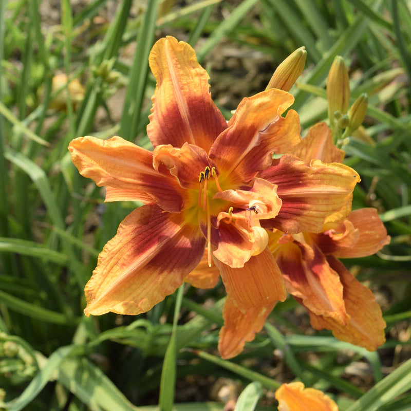 Hypnotic Flames Daylily from Oakes Daylilies
