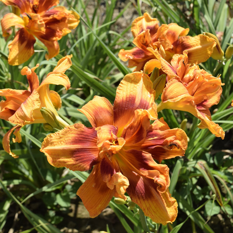 Hypnotic Flames Daylily from Oakes Daylilies