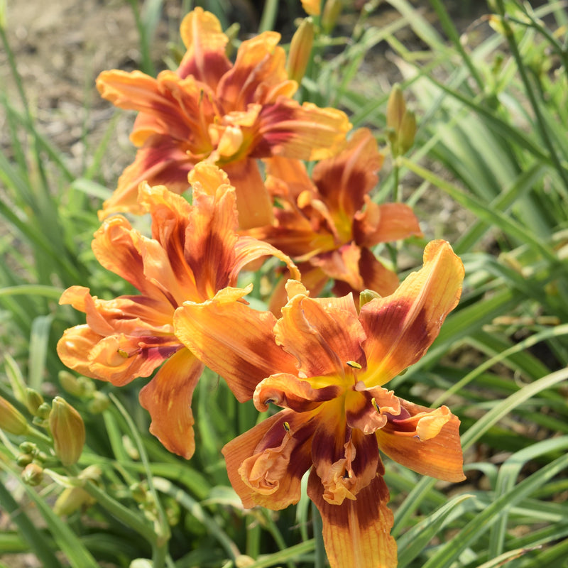 Hypnotic Flames Daylily from Oakes Daylilies
