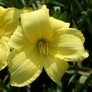 Ida Miles Dayliliy from Oakes Daylilies
