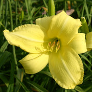 Ida Miles Dayliliy from Oakes Daylilies