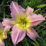Ilonka Daylily from Oakes Daylilies