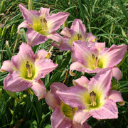 Ilonka Daylily from Oakes Daylilies