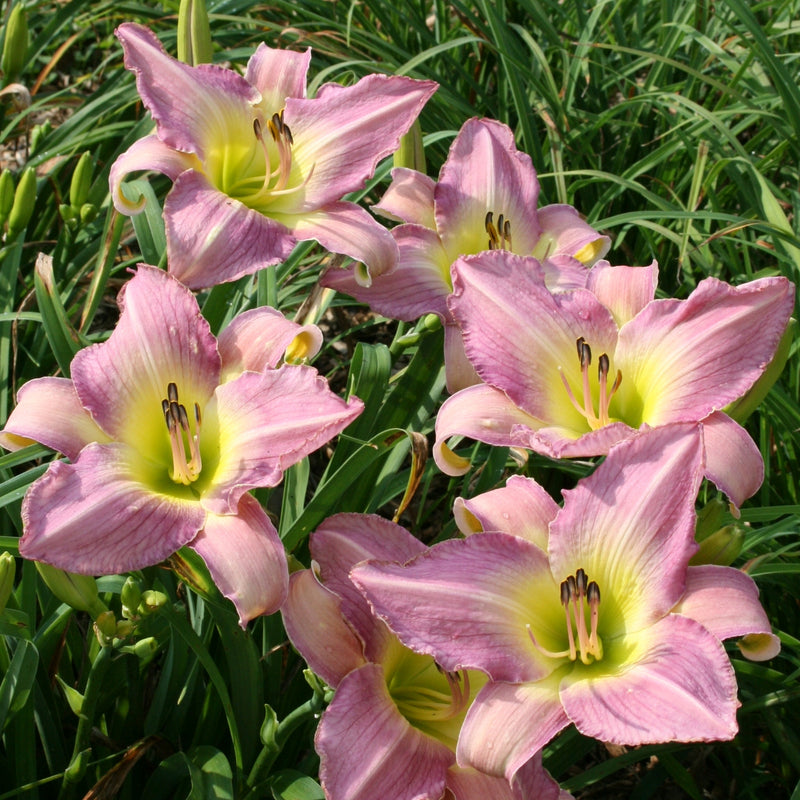 Ilonka Daylily from Oakes Daylilies