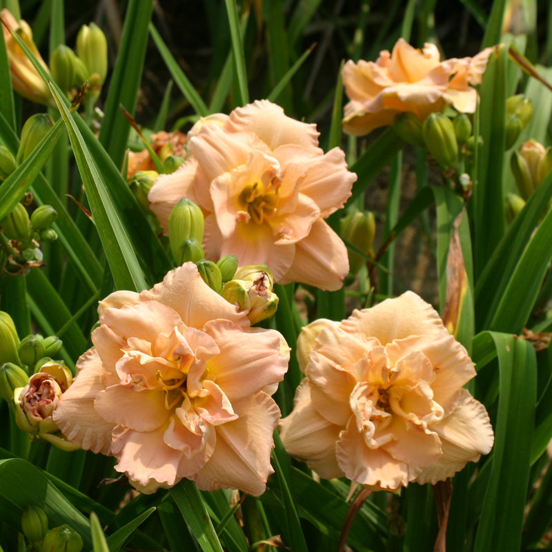 Imagine Me Daylily from Oakes Daylilies