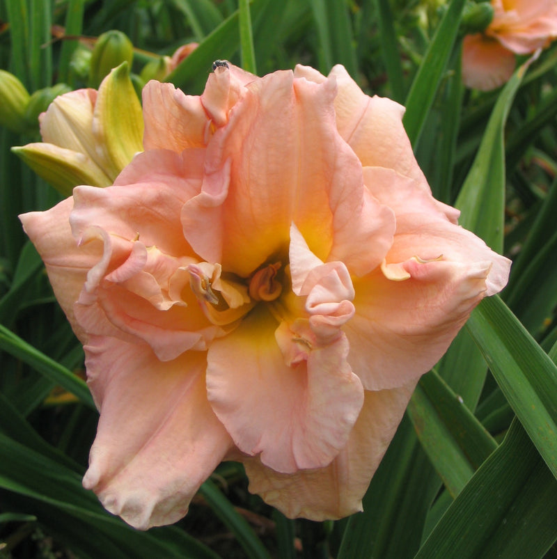Imagine Me Daylily from Oakes Daylilies