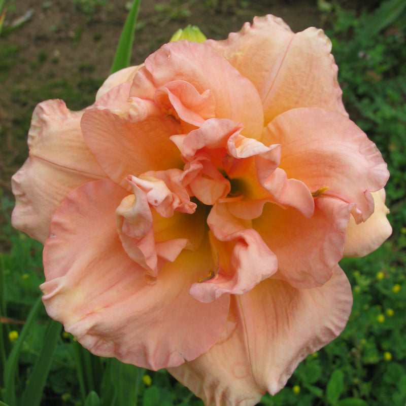 Imagine Me Daylily from Oakes Daylilies