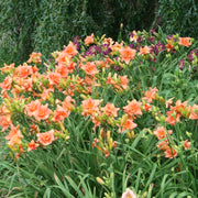 Infinity Daylily from Oakes Daylilies