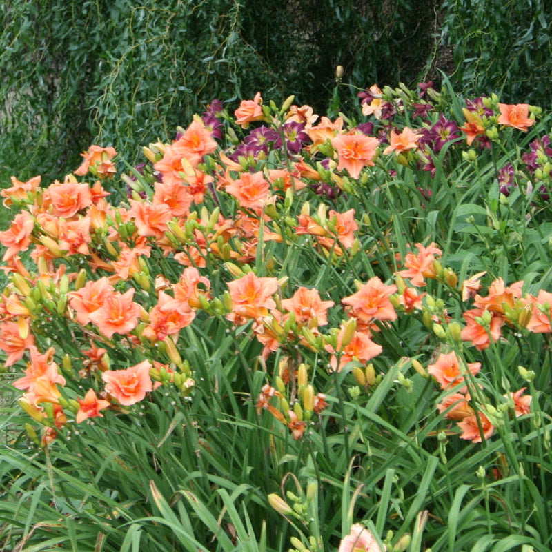 Infinity Daylily from Oakes Daylilies