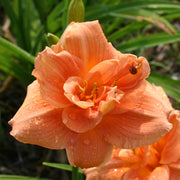Infinity Daylily from Oakes Daylilies