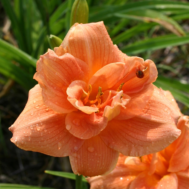 Infinity Daylily from Oakes Daylilies